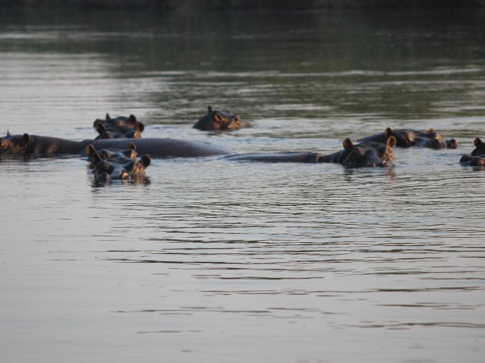 Ndhovu Safari Lodge Mahango Экстерьер фото